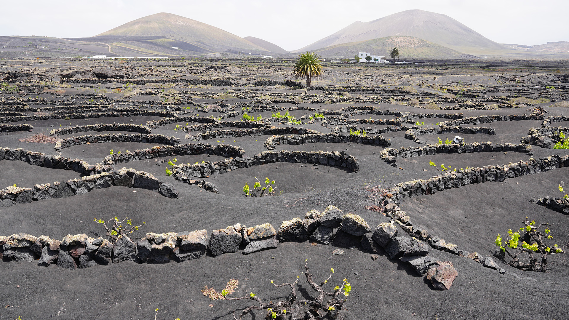 Lanzarote transforma su paisaje volcánico en fuente de vida y sostenibilidad Lanzarote transforma su paisaje volcánico en fuente de vida y sostenibilidad