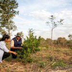 Mujeres guaraníes lideran la reforestación sostenible en Paraguay