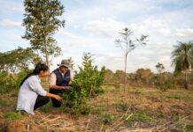 Mujeres guaraníes lideran la reforestación sostenible en Paraguay