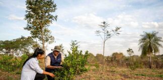 Mujeres indígenas lideran la reforestación sostenible en Paraguay Mujeres guaraníes lideran la reforestación sostenible en Paraguay