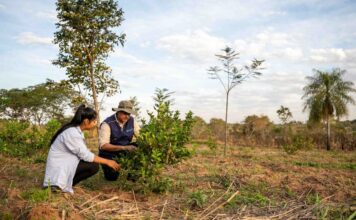 Mujeres indígenas lideran la reforestación sostenible en Paraguay Mujeres guaraníes lideran la reforestación sostenible en Paraguay