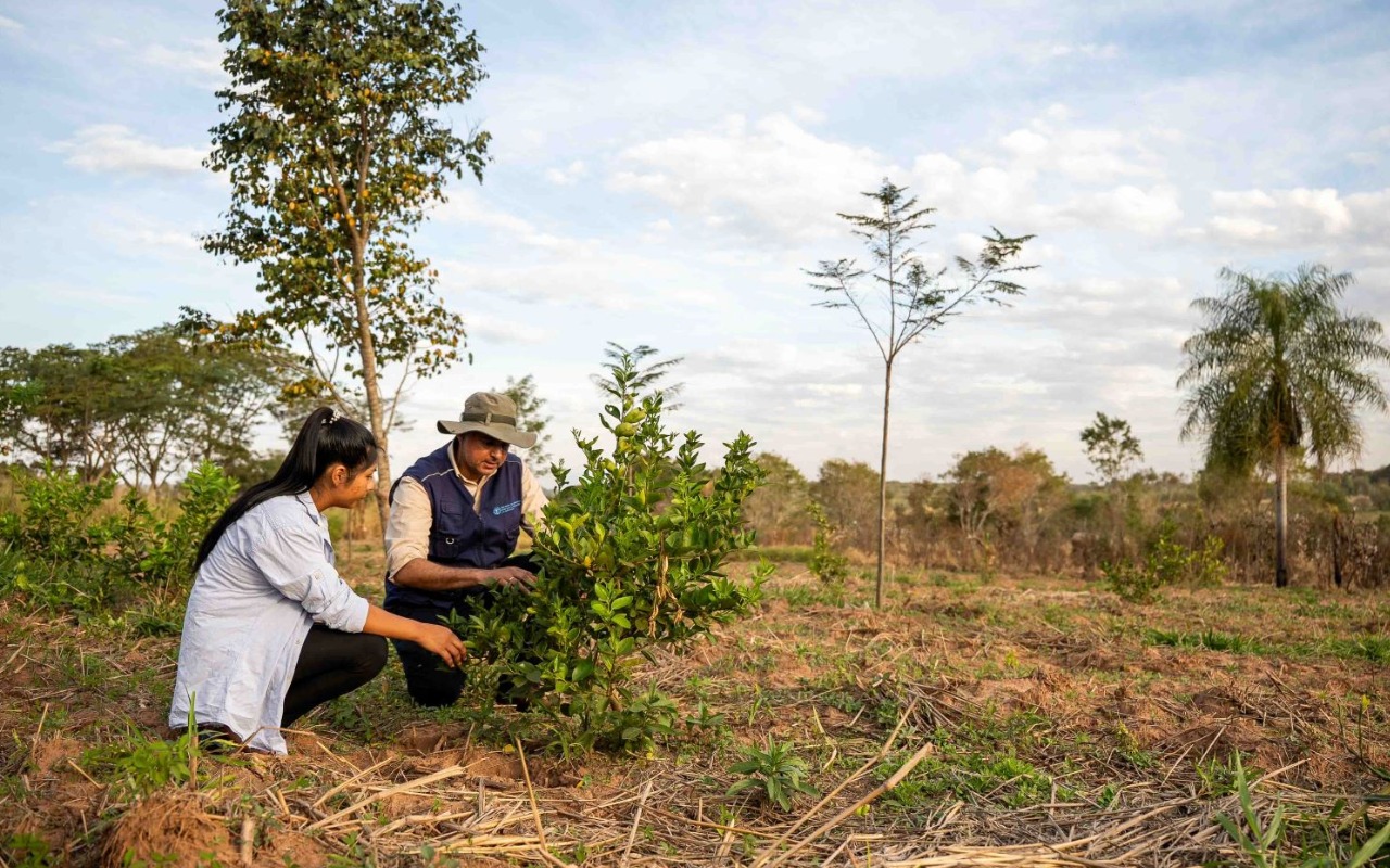Mujeres guaraníes lideran la reforestación sostenible en Paraguay Mujeres guaraníes lideran la reforestación sostenible en Paraguay