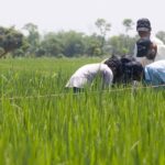 Estrategias naturales y tecnología la nueva esperanza de los arrozales