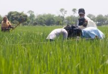 Estrategias naturales y tecnología: la nueva esperanza de los arrozales Estrategias naturales y tecnología la nueva esperanza de los arrozales
