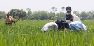 Estrategias naturales y tecnología: la nueva esperanza de los arrozales Estrategias naturales y tecnología la nueva esperanza de los arrozales
