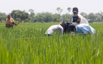 Estrategias naturales y tecnología: la nueva esperanza de los arrozales Estrategias naturales y tecnología la nueva esperanza de los arrozales