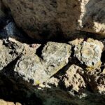 Hallazgo de megafauna en Puebla INAH recupera fósiles de lobo terrible y gliptodonte del Pleistoceno