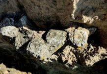 Hallazgo de megafauna en Puebla INAH recupera fósiles de lobo terrible y gliptodonte del Pleistoceno