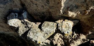 Hallazgo de megafauna en Puebla: INAH recupera fósiles de lobo terrible y gliptodonte del Pleistoceno Hallazgo de megafauna en Puebla INAH recupera fósiles de lobo terrible y gliptodonte del Pleistoceno