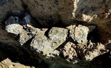 Hallazgo de megafauna en Puebla: INAH recupera fósiles de lobo terrible y gliptodonte del Pleistoceno Hallazgo de megafauna en Puebla INAH recupera fósiles de lobo terrible y gliptodonte del Pleistoceno