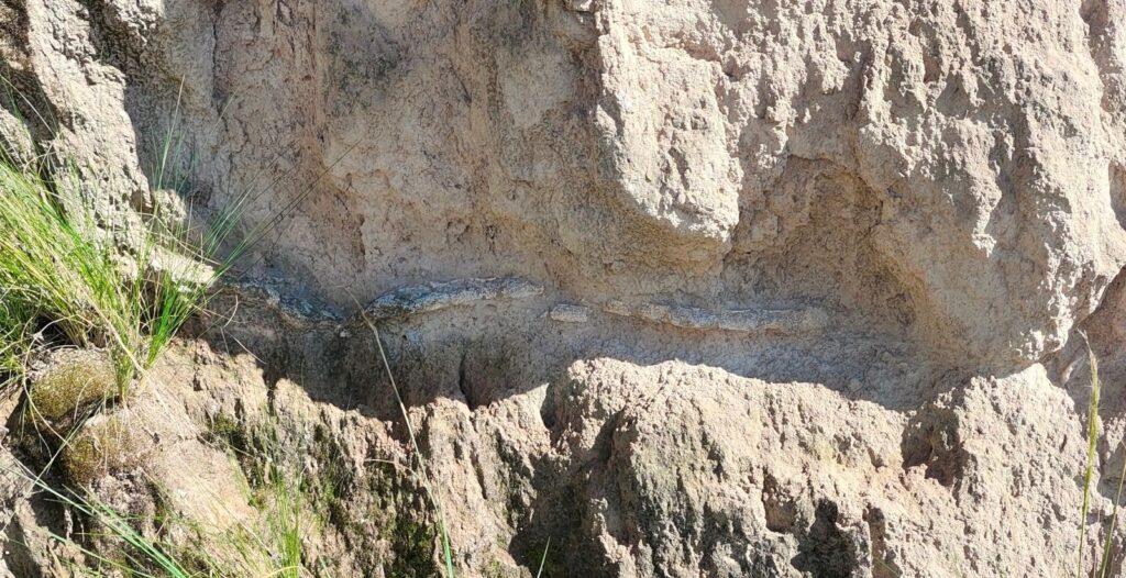 Hallazgo de megafauna en Puebla INAH recupera fósiles de lobo terrible y gliptodonte del Pleistoceno