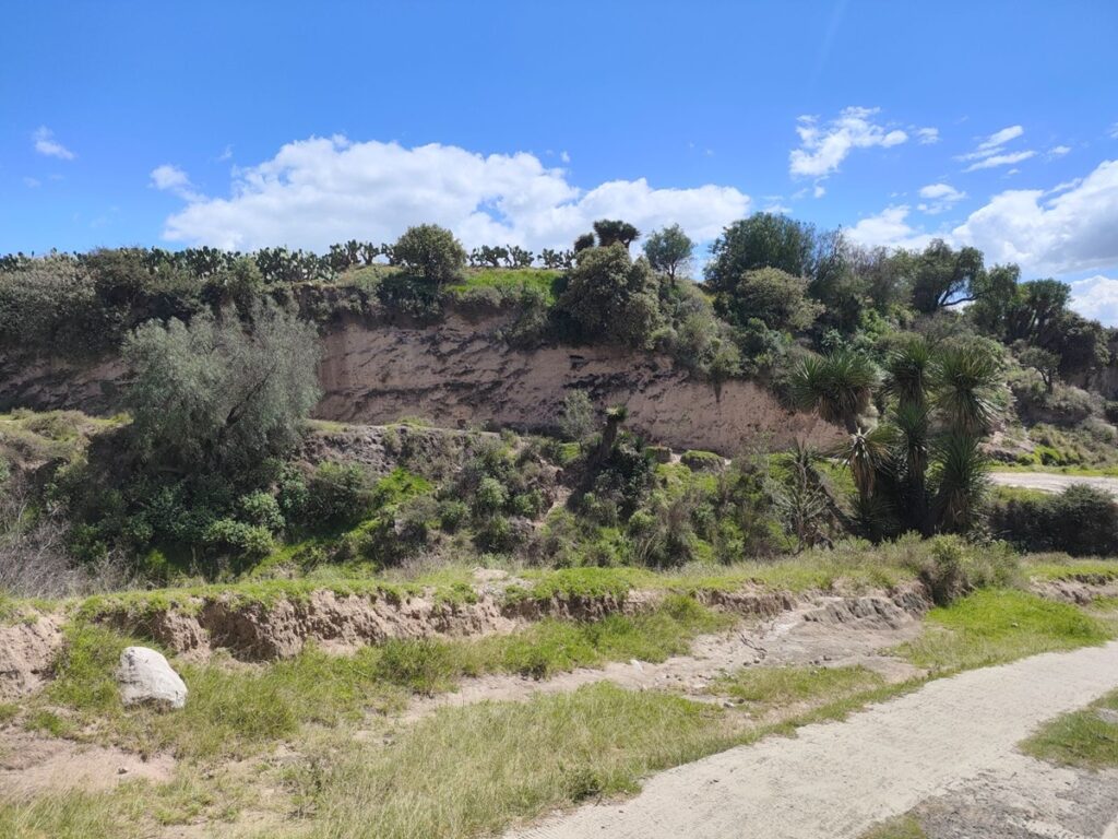 Hallazgo de megafauna en Puebla INAH recupera fósiles de lobo terrible y gliptodonte del Pleistoceno