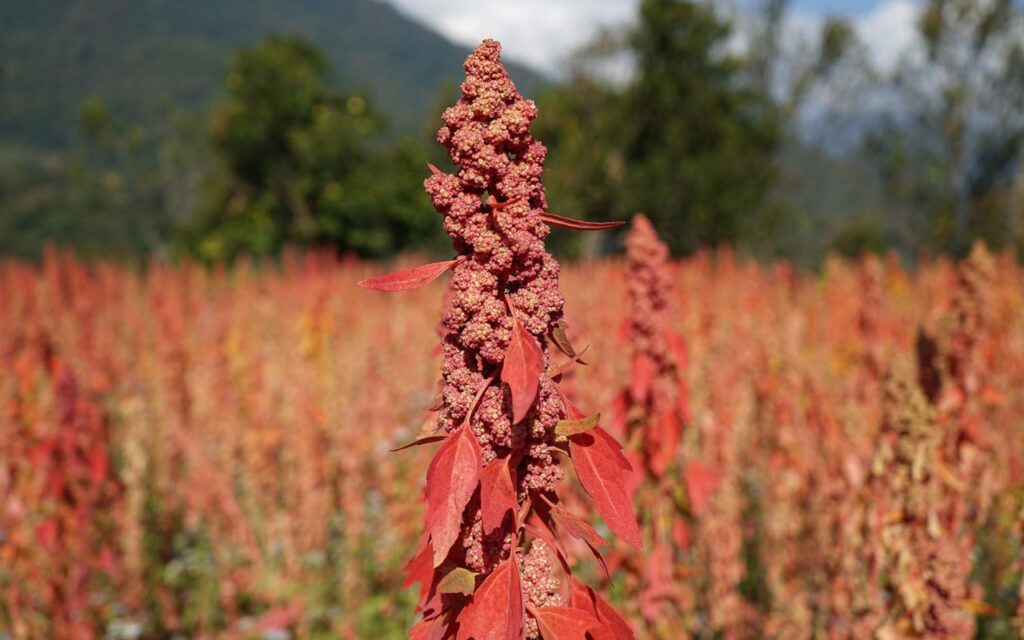 Cómo la quinua está fortaleciendo comunidades en Bután