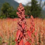 Cómo la quinua está fortaleciendo comunidades en Bután