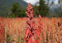 Cómo la quinua está fortaleciendo comunidades en Bután Cómo la quinua está fortaleciendo comunidades en Bután