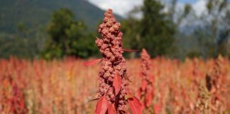 Cómo la quinua está fortaleciendo comunidades en Bután Cómo la quinua está fortaleciendo comunidades en Bután