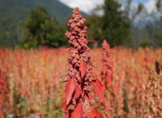 Cómo la quinua está fortaleciendo comunidades en Bután Cómo la quinua está fortaleciendo comunidades en Bután