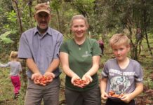 Comunidades rurales de Brasil preservan la selva gracias a la yerba mate