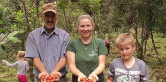 Comunidades rurales de Brasil preservan la selva gracias a la yerba mate