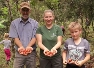 Comunidades rurales de Brasil preservan la selva gracias a la yerba mate