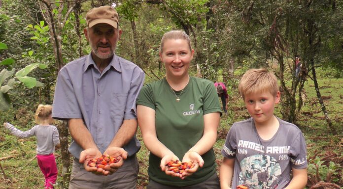 Comunidades rurales de Brasil preservan la selva gracias a la yerba mate