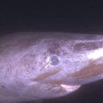 Descubren por qué los tiburones más longevos no pierden la vista Descubren por qué los tiburones más longevos no pierden la vista