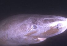 Descubren por qué los tiburones más longevos no pierden la vista Descubren por qué los tiburones más longevos no pierden la vista