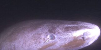 Descubren por qué los tiburones más longevos no pierden la vista Descubren por qué los tiburones más longevos no pierden la vista