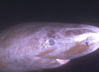 Descubren por qué los tiburones más longevos no pierden la vista Descubren por qué los tiburones más longevos no pierden la vista