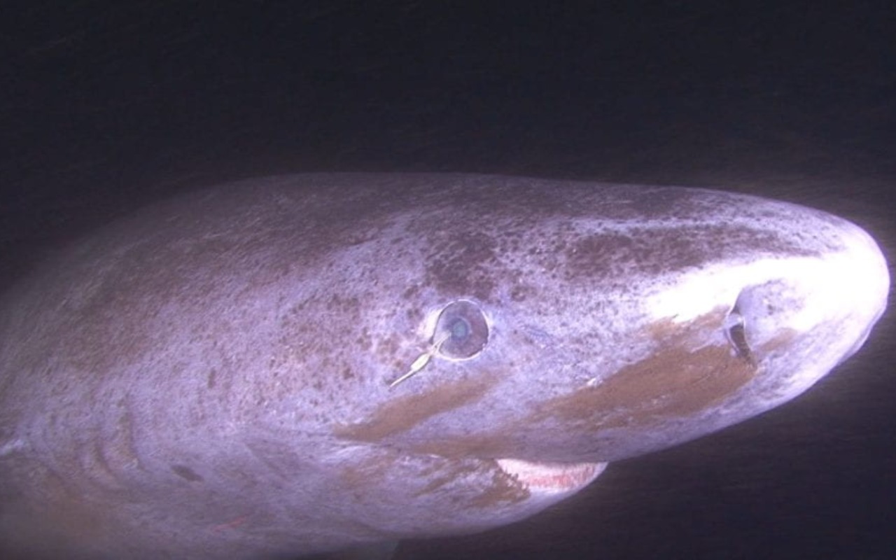 Descubren por qué los tiburones más longevos no pierden la vista Descubren por qué los tiburones más longevos no pierden la vista