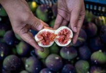 El higo negro de Bursa ya tiene indicación geográfica europea