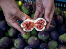 El higo negro de Bursa ya tiene indicación geográfica europea El higo negro de Bursa ya tiene indicación geográfica europea