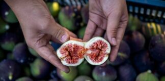 El higo negro de Bursa ya tiene indicación geográfica europea El higo negro de Bursa ya tiene indicación geográfica europea