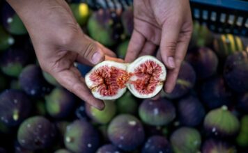 El higo negro de Bursa ya tiene indicación geográfica europea El higo negro de Bursa ya tiene indicación geográfica europea