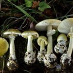 Hongos silvestres causan intoxicaciones graves en California