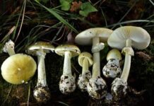 Hongos silvestres causan intoxicaciones graves en California Hongos silvestres causan intoxicaciones graves en California