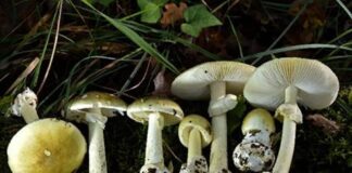 Hongos silvestres causan intoxicaciones graves en California Hongos silvestres causan intoxicaciones graves en California