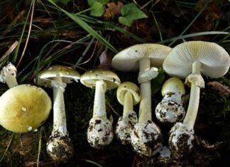 Hongos silvestres causan intoxicaciones graves en California Hongos silvestres causan intoxicaciones graves en California