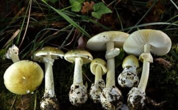 Hongos silvestres causan intoxicaciones graves en California Hongos silvestres causan intoxicaciones graves en California