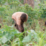 Pueblo indígena baka adapta su forma de vida ante la crisis alimentaria en Camerún