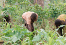 Pueblo indígena baka adapta su forma de vida ante la crisis alimentaria en Camerún Pueblo indígena baka adapta su forma de vida ante la crisis alimentaria en Camerún