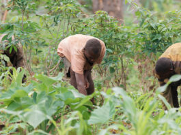 Pueblo indígena baka adapta su forma de vida ante la crisis alimentaria en Camerún Pueblo indígena baka adapta su forma de vida ante la crisis alimentaria en Camerún