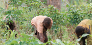 Pueblo indígena baka adapta su forma de vida ante la crisis alimentaria en Camerún Pueblo indígena baka adapta su forma de vida ante la crisis alimentaria en Camerún