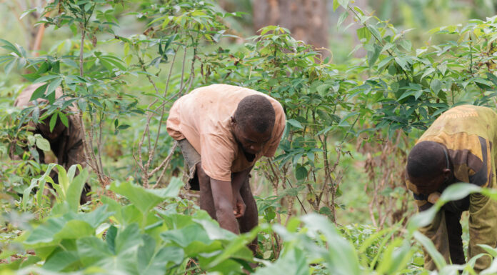 Pueblo indígena baka adapta su forma de vida ante la crisis alimentaria en Camerún Pueblo indígena baka adapta su forma de vida ante la crisis alimentaria en Camerún