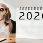 TSA lanza su calendario 2026 con 13 perros héroes en aeropuertos de Estados Unidos