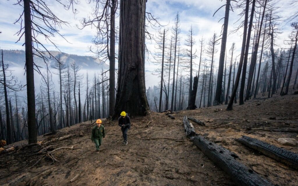 ¿Qué son los fuegos complejos y por qué preocupan en California