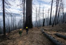 ¿Qué son los fuegos complejos y por qué preocupan en California? ¿Qué son los fuegos complejos y por qué preocupan en California