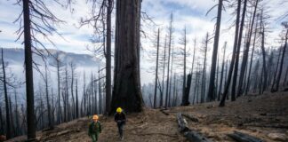 ¿Qué son los fuegos complejos y por qué preocupan en California? ¿Qué son los fuegos complejos y por qué preocupan en California