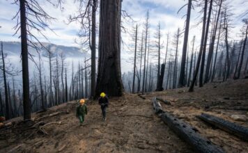 ¿Qué son los fuegos complejos y por qué preocupan en California? ¿Qué son los fuegos complejos y por qué preocupan en California