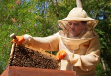Cómo una madre cambió la ciudad por las abejas y transformó su comunidad rural Cómo una madre cambió la ciudad por las abejas y transformó su comunidad rural